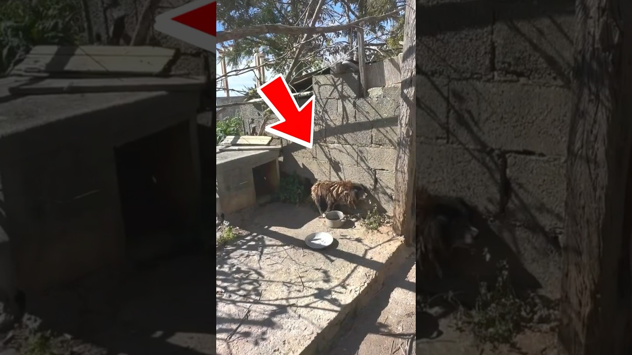 He was chained up and lived his entire life that way in his own home