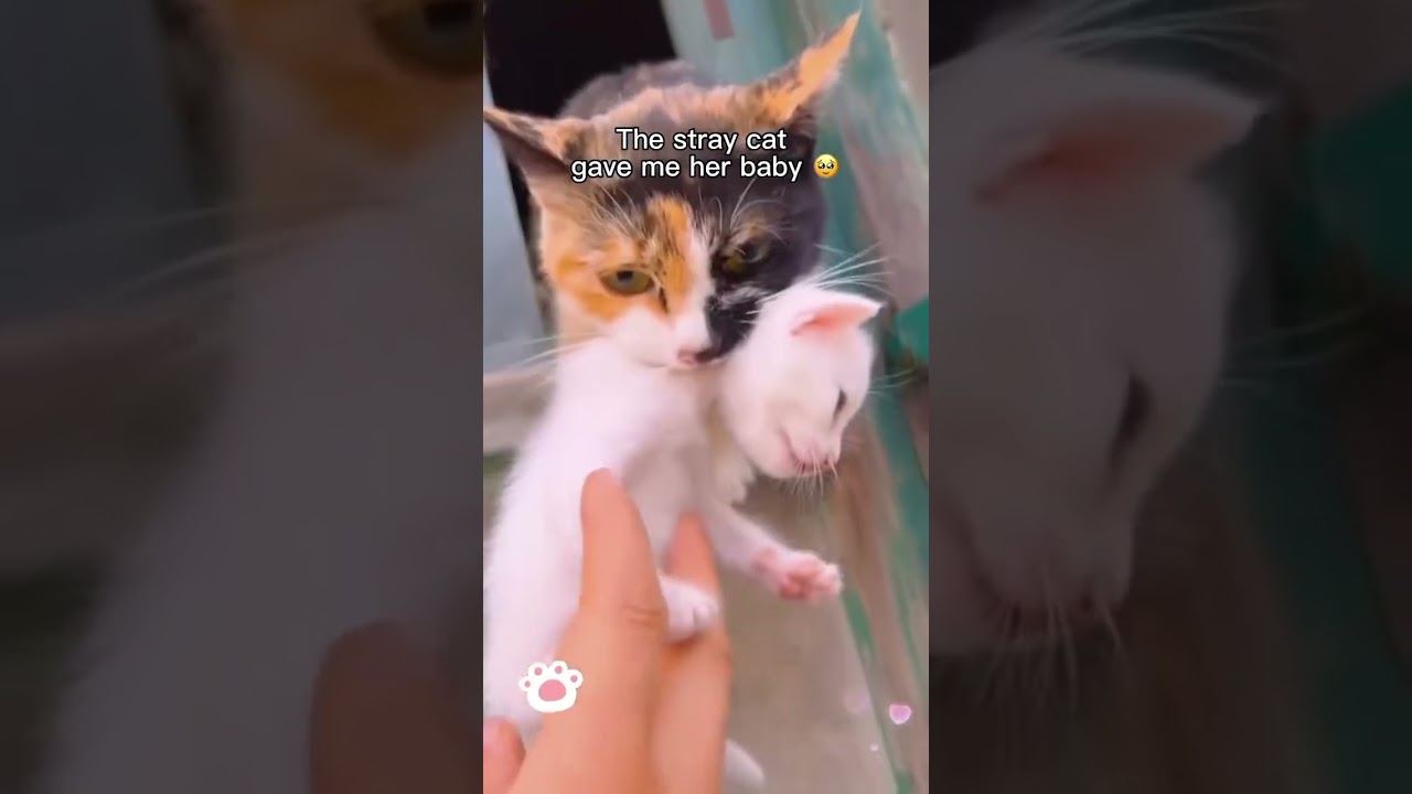 Stray cat gives mammal her baby to hold#shorts#straycattrust#unexpectedconnection#adorablegesture