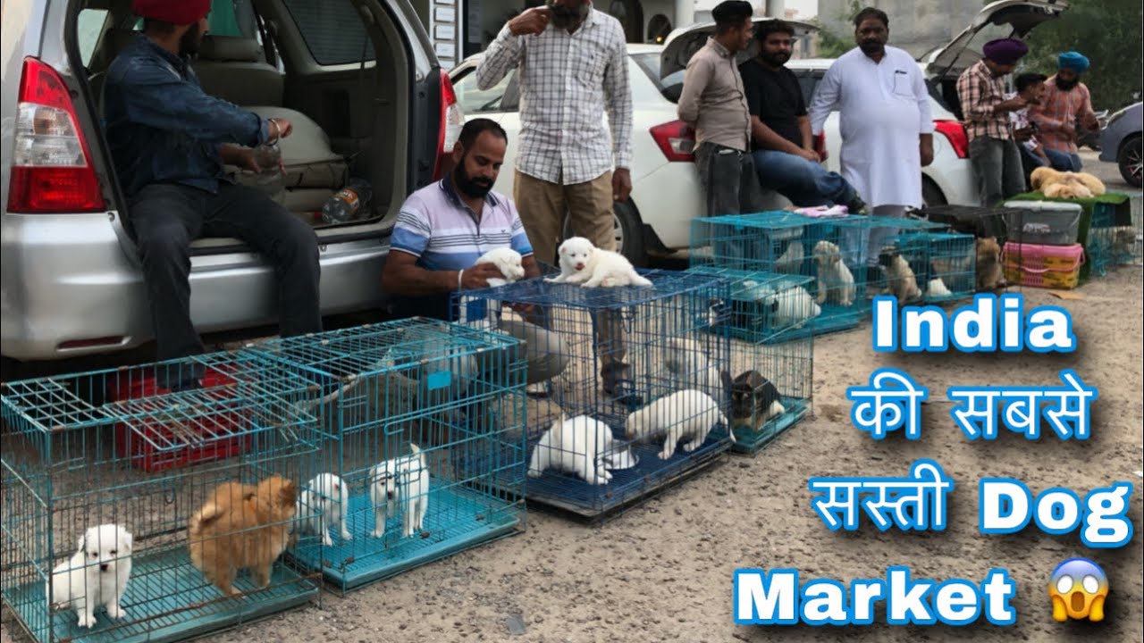 India की सबसे सस्ती Dog Market 😱 ₹2000only 😵‍💫 part,2 #dog #puppy