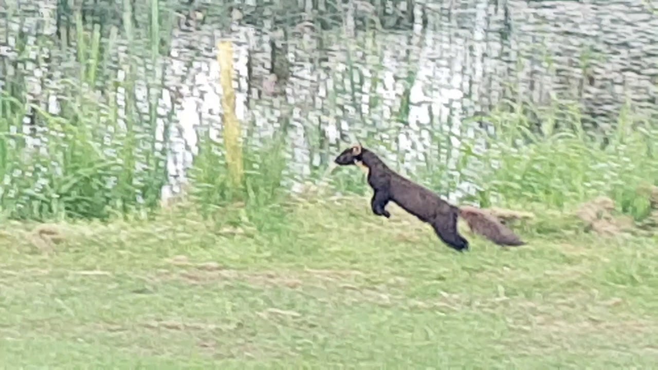 Pine Martin v's Duck