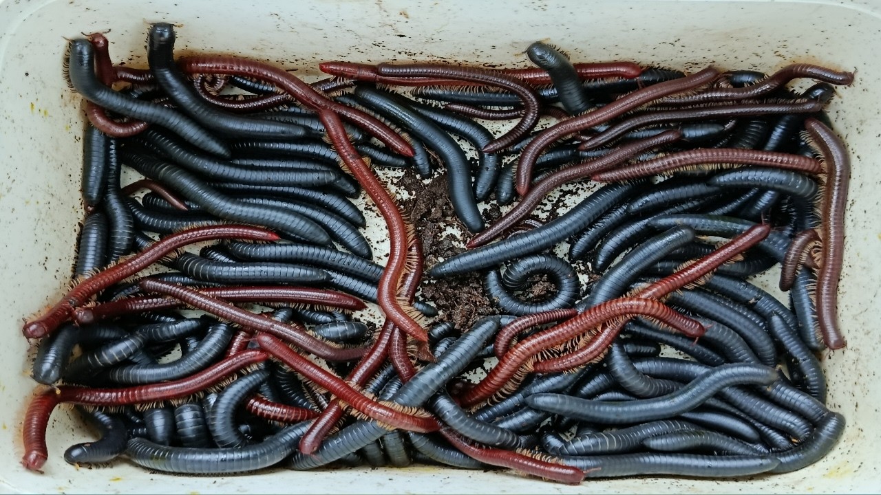 Hunting millipede kaki seribu besar dan ulat di pohon kayu part 63