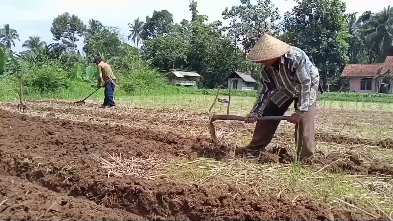 cara membuat bedengan baru bekas tanaman padi untuk menanam kangkung