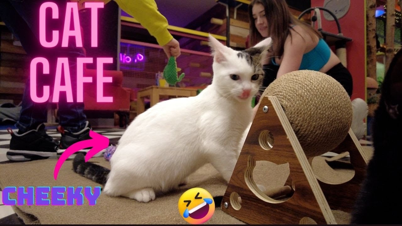 Kitty Cat Cafe Birmingham UK New Street Station Grand Central 4K Video Thing To do at Train Station