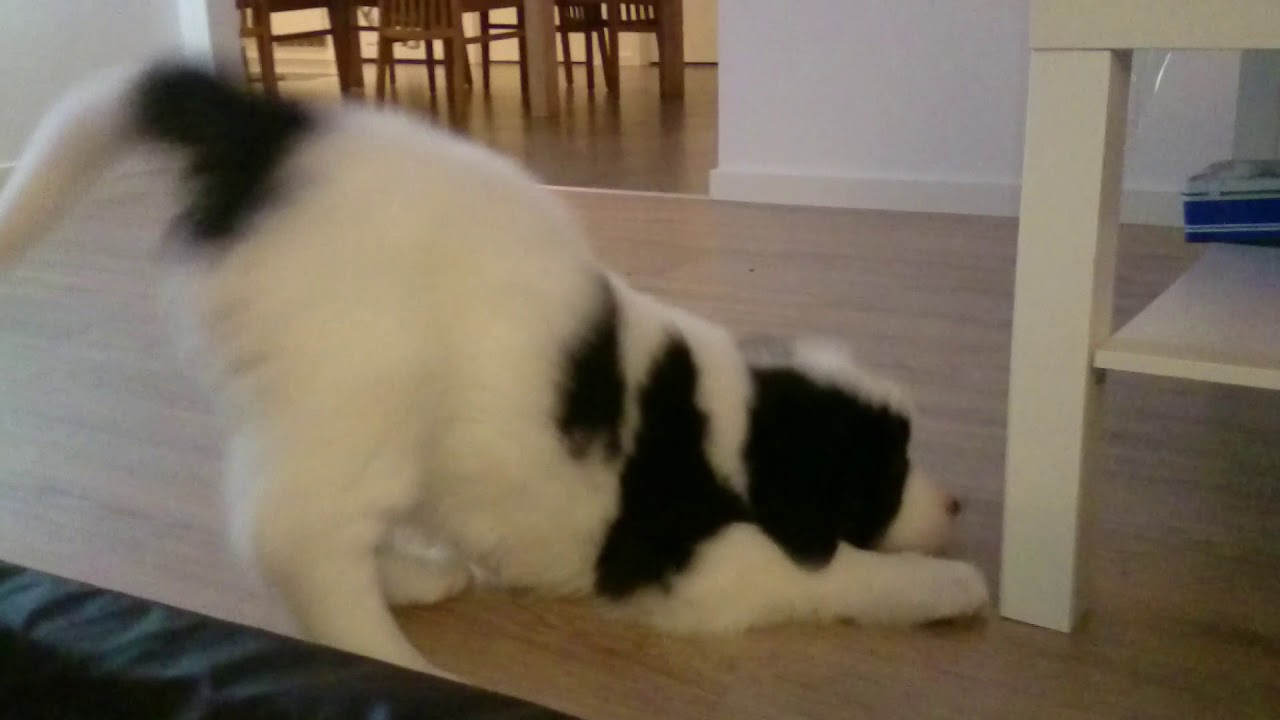 Landseer Puppy 8 weeks - 10kg