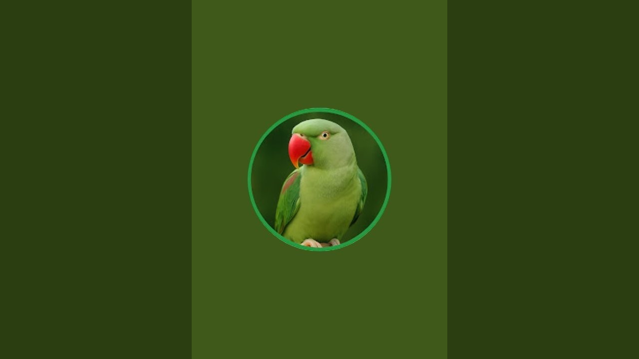 🐦🎥 Parrot Talks & Pet Love
🌟🦜 Funny Parrots & Smart Pets 🐶🐱
🐾💚 Pet Care & Talking Parrots World 🎶🦜