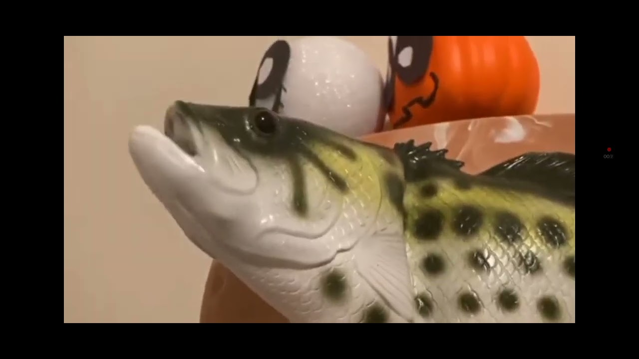 Big mouth rainbow trout YTP