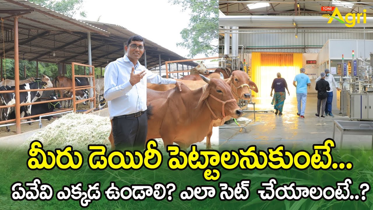 Dairy Farm Management | మీరు డెయిరీ పెట్టాలనుకుంటే.. ఏవేవి ఎక్కడ ఉండాలి? ఎలా సెట్ చేయాలంటే? ToneAgri