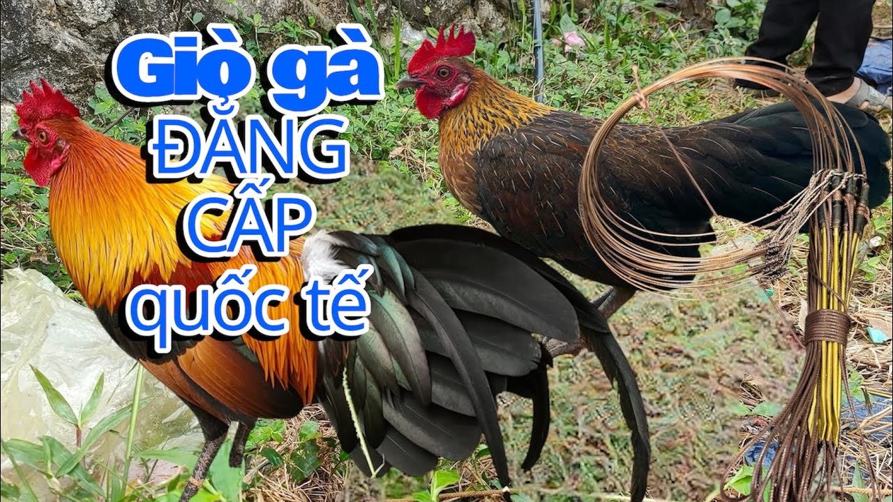 3 ƯU THẾ NHẬY NHẤT của giò bẫy gà rừng cáp bọc nhựa - giò thái chân đồng chống xoắn Ko đối thủ