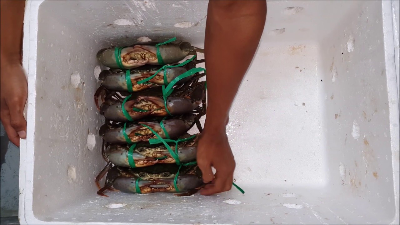 Exporting mud crabs and how to prepare and pack them for transportation