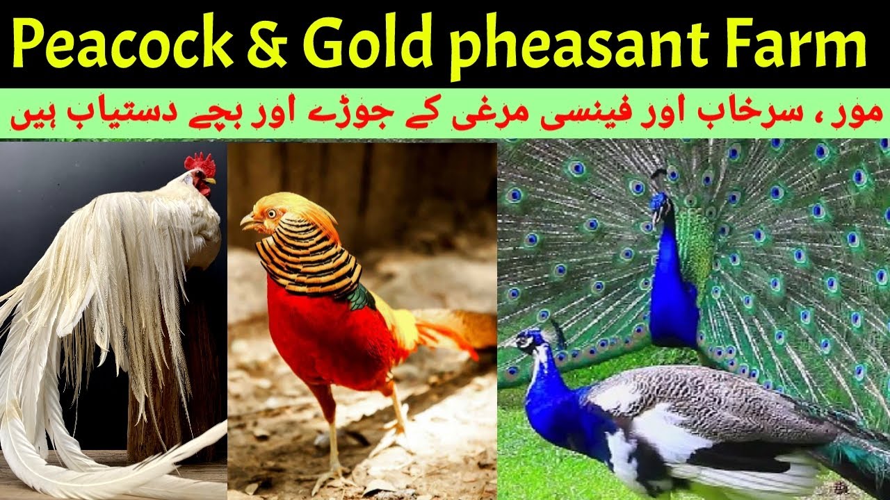 Peacock Farming | Golden Pheasant (surkhab) farming | Fancy Han Farming | Breeder & chicks available