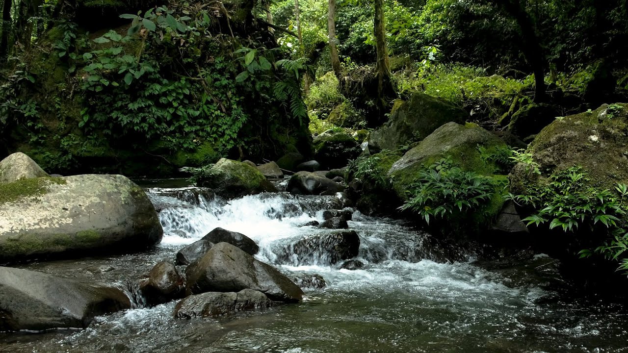 12 Hours ASMR | Pure Nature Ambience | Gentle River Flow and Forest Birds