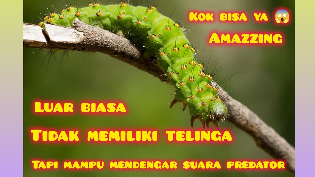 MESKIPUN ULAT TIDAK MEMILIKI TELINGA , TETAPI  BISA MENDENGAR SUARA PREDATOR TERNYATA BEGINI CARANYA