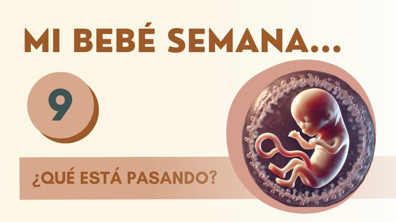 🤰¿Qué pasa en la NOVENA semana del EMBARAZO? 