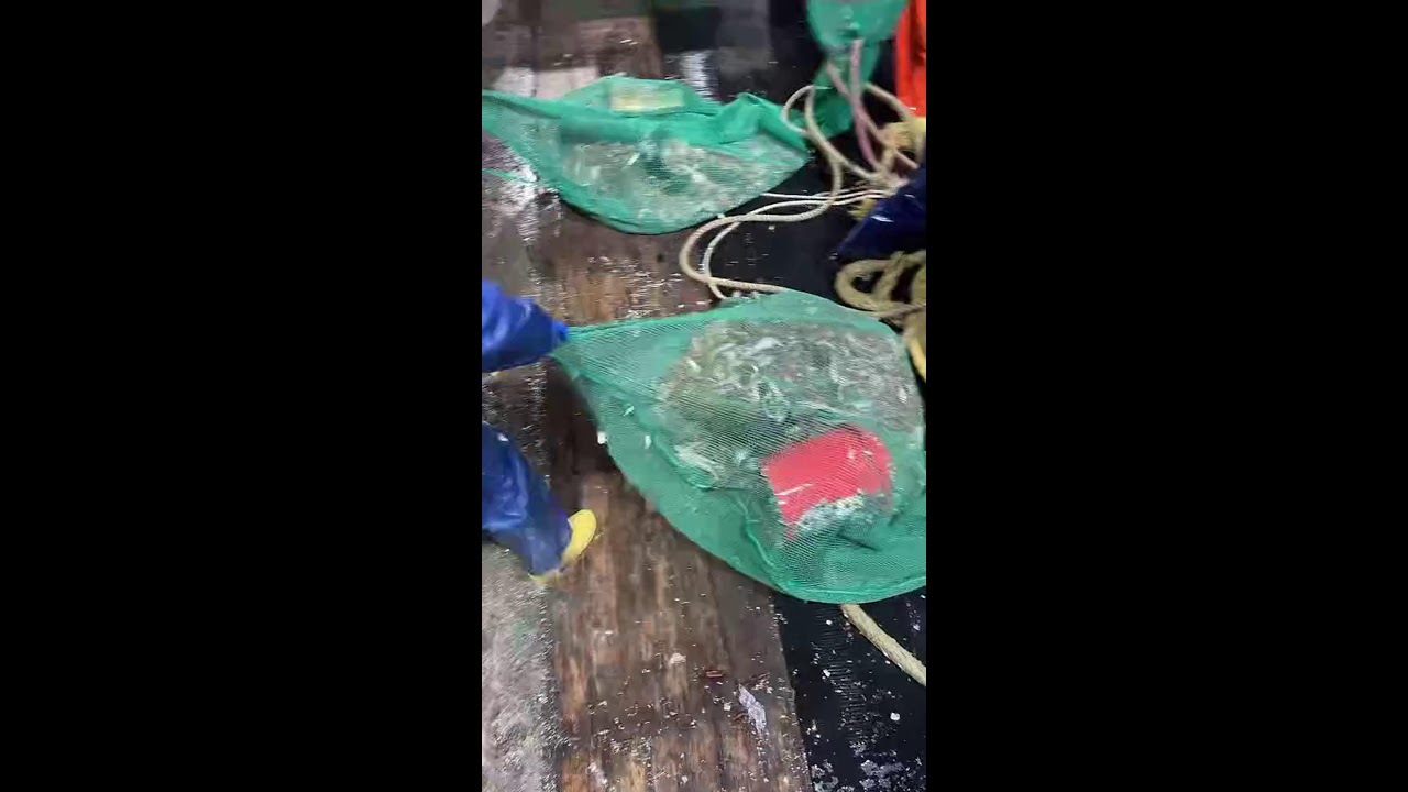 LIVE📹 | Net Fishing in the Pacific Ocean. 