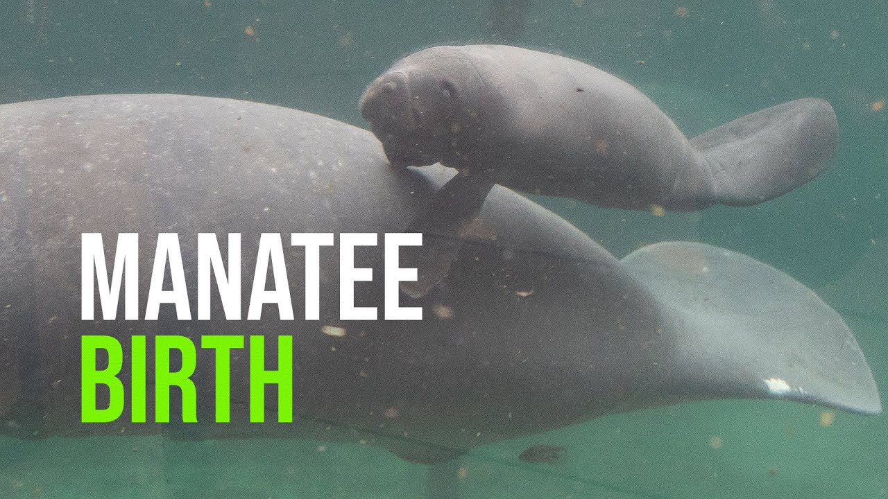 Manatee Birth Caught On Camera!