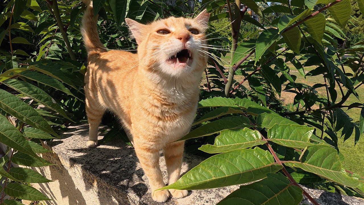 Having a Conversation with the Most Talkative Cat Portakal.