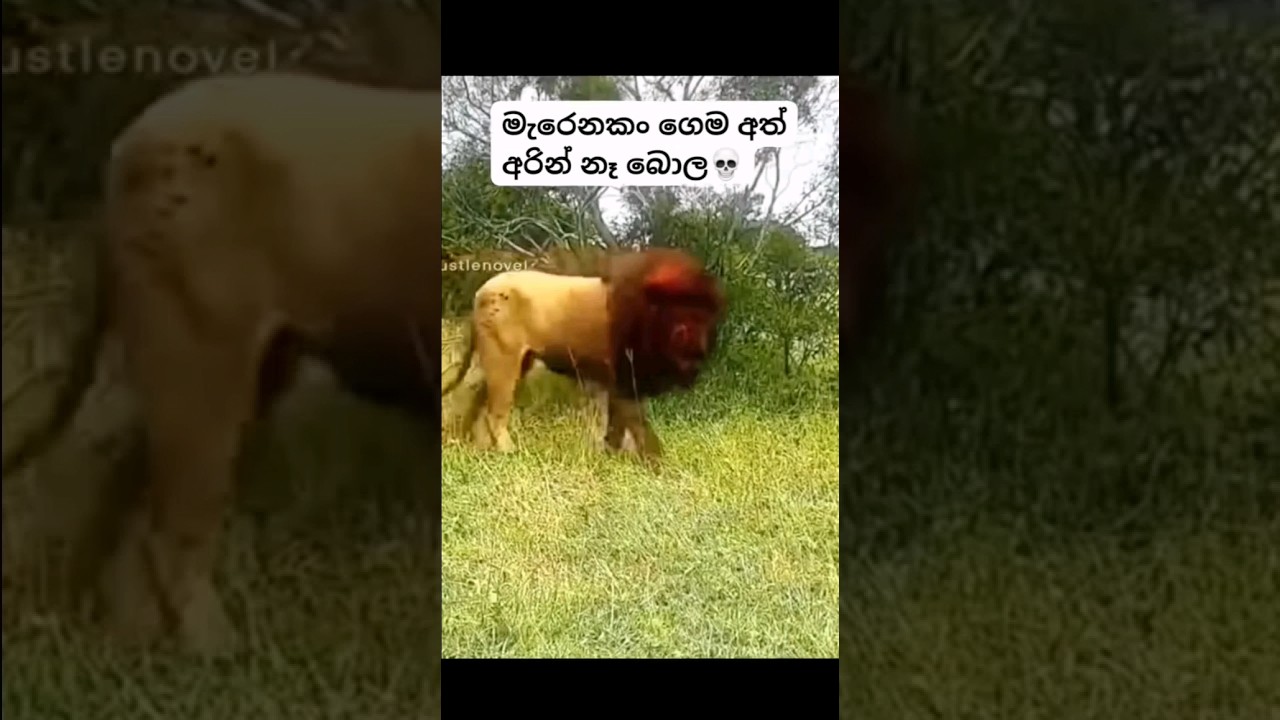 RESPECT LION 💪☠️.