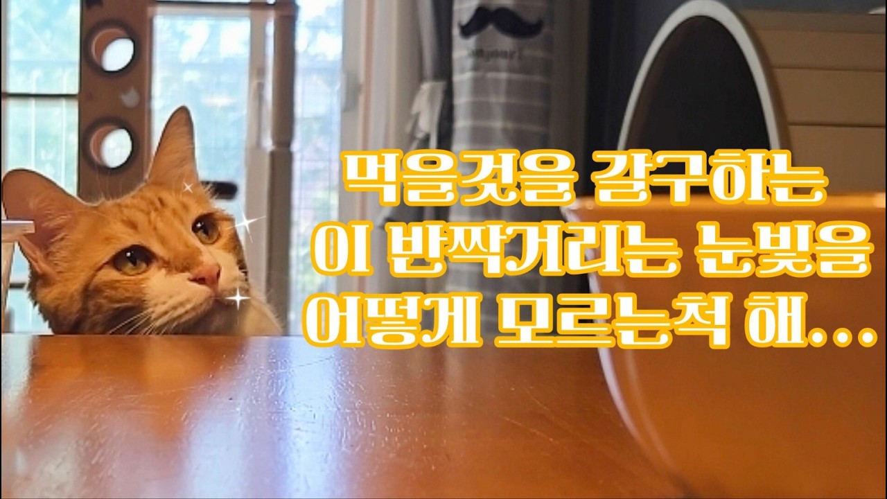 아니 집사 밥좀 편하게 먹자 .. 그런눈빛으로 쳐다보면 밥 먹는 내내 귀여워 죽겠잖아 .. 이 고양이놈아 !!