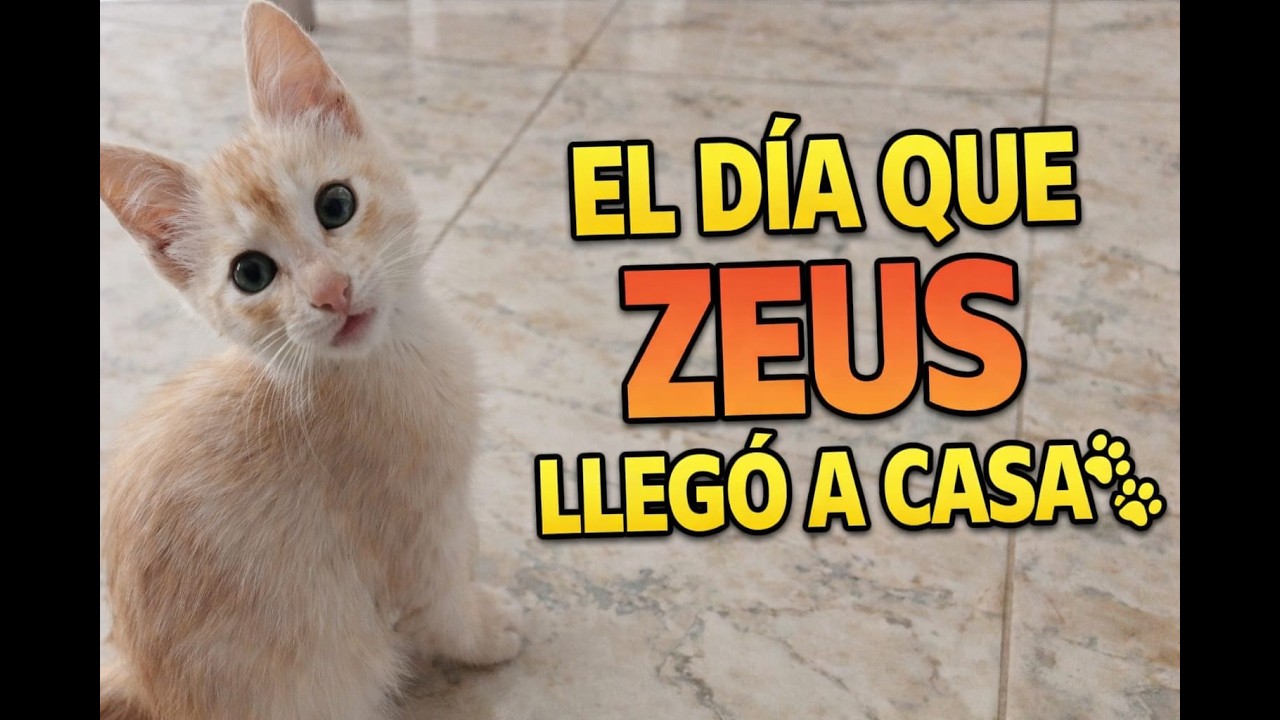 De frágil a feliz 🐾 La historia de Zeus desde su adopción