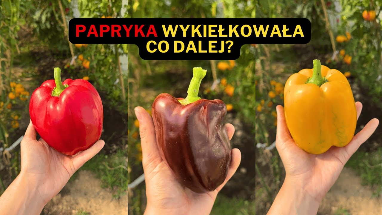 Papryka wykiełkowała. Co dalej robić? 🫑
