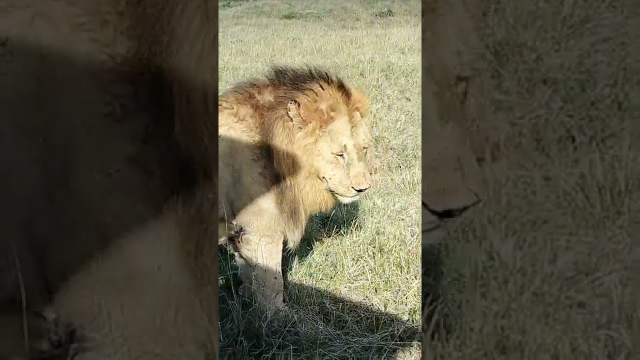 The Real Story Behind Male Lion Masai Mara