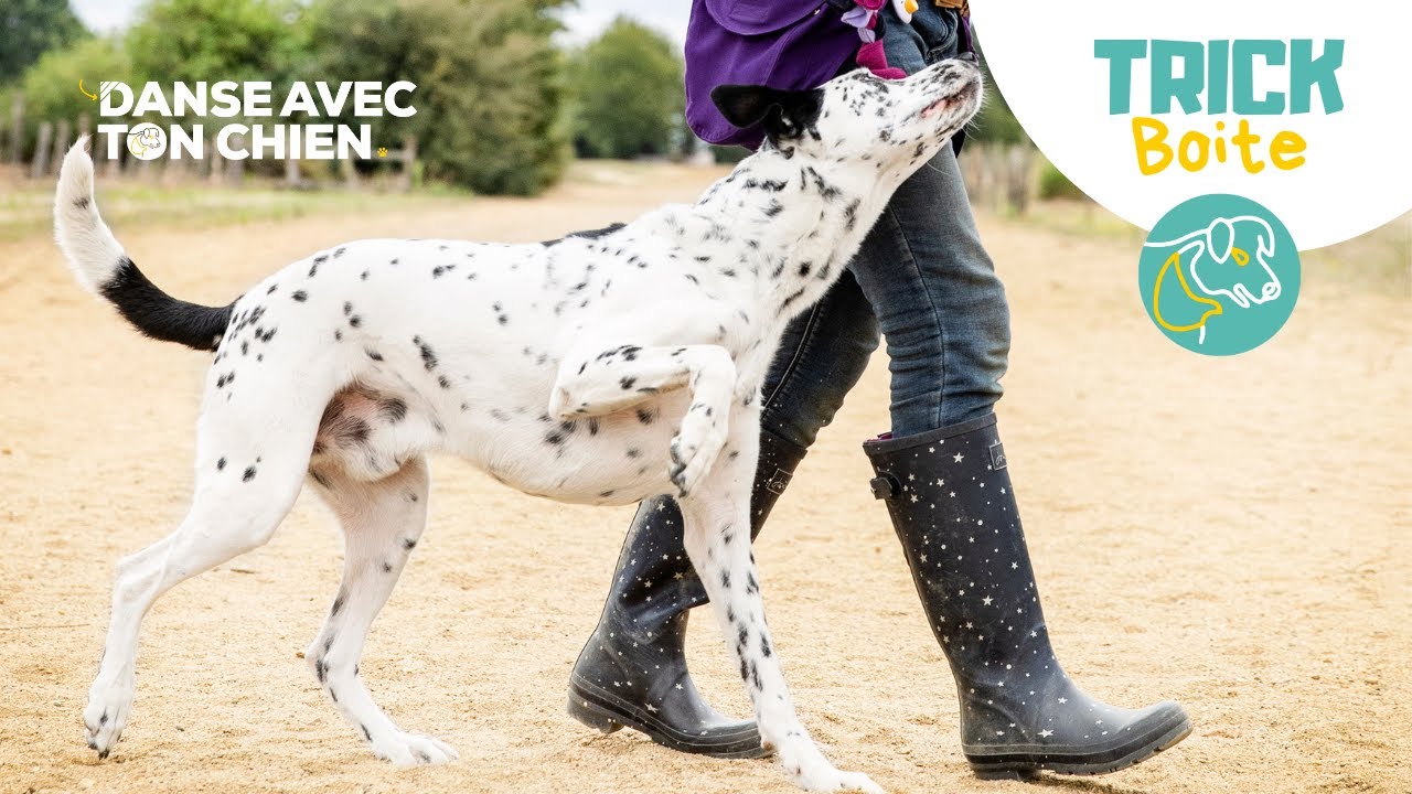 1 methode SIMPLE pour apprendre à faire BOITER son chien