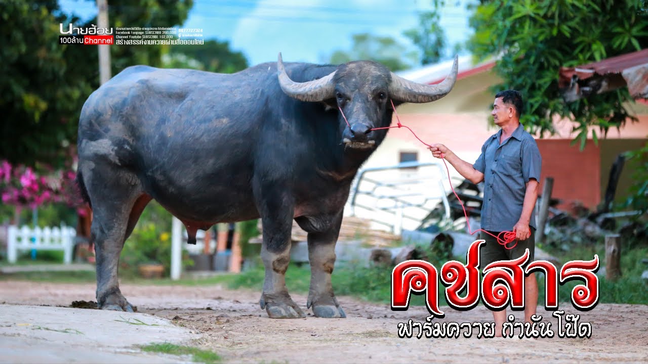 ชมควายใหญ่ เหล่ากำนันโป๊ด เจ้าคชสาร ลูกชายทองตีนโต