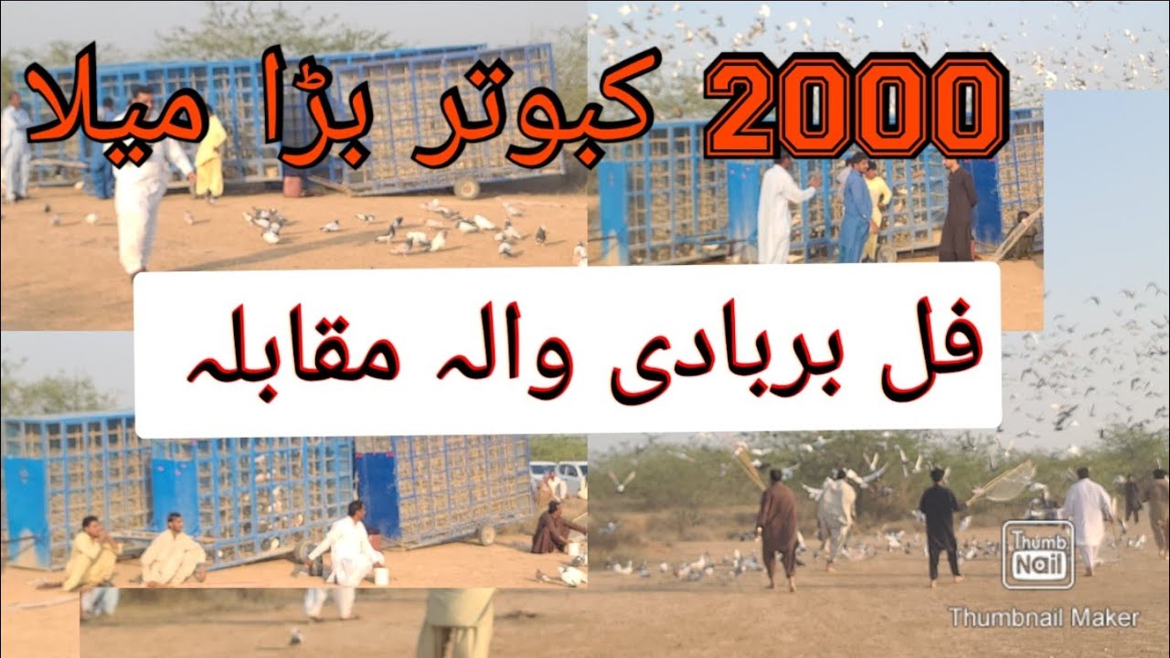 2000 Kabotaro Ka Bara Mela Barbadi Wala Pheli Chot Full Barbadi Wali Lagi Punjab kabotar bazi