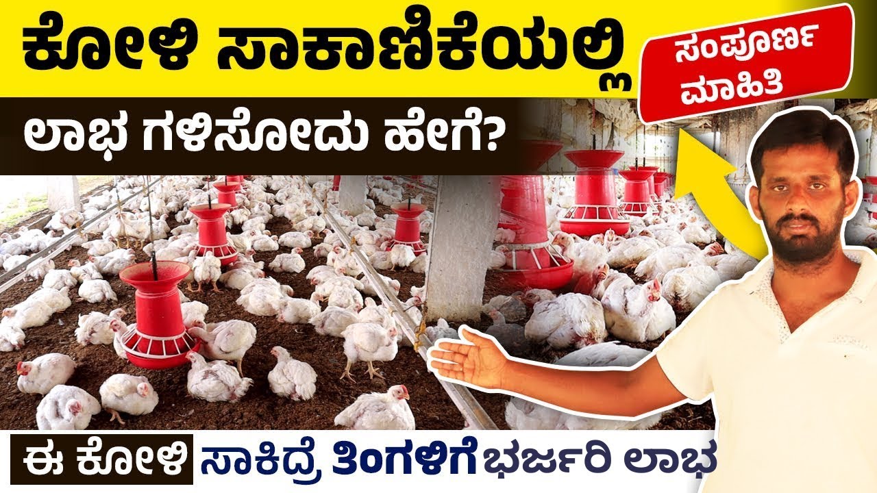 ಕೋಳಿ ಸಾಕಾಣಿಕೆಯಲ್ಲಿ ಶೆಡ್ ನಿರ್ಮಾಣ ಎಷ್ಟು ಮುಖ್ಯ? ಕೋಳಿ ಸಾಕಾಣಿಕೆಯಲ್ಲಿ ಈ ರೀತಿ Plan ಮಾಡಿದ್ರೆ  ಲಾಭಗಳಿಸಬಹುದು