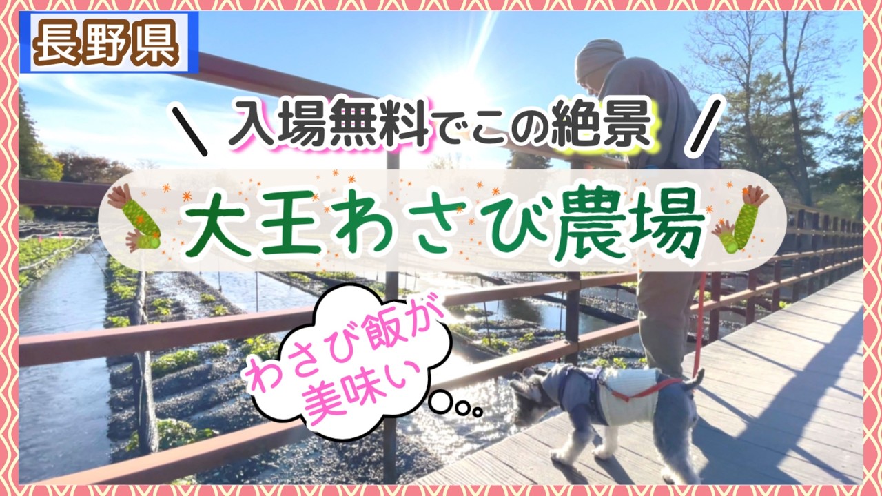 【犬連れ旅行】岐阜・長野１泊2日後編｜愛犬と大王わさび農場を散策！長野県安曇野市