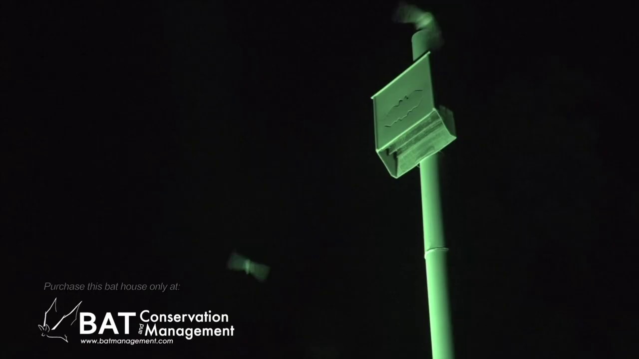 BCM Bat house Success