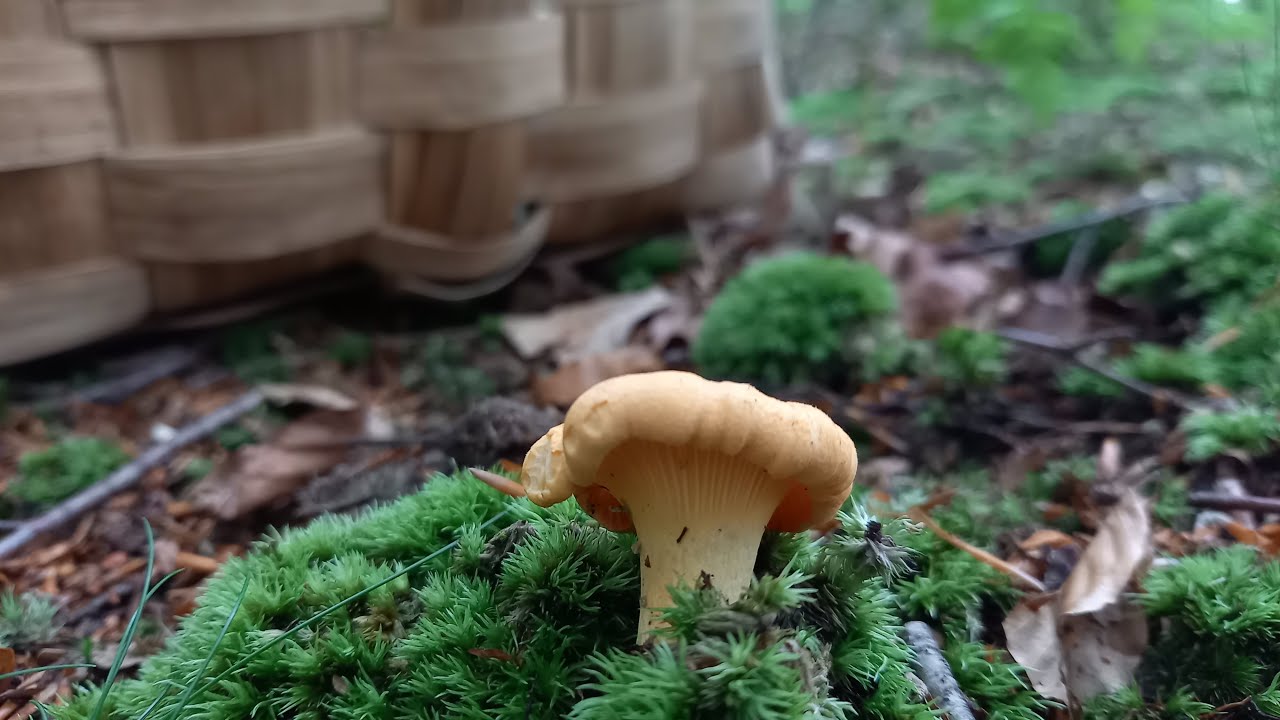 Chantarellus cibarius, verano 2021,Zizahori, Saltsa perretxiko, Rebozuelo, Rossinyol,