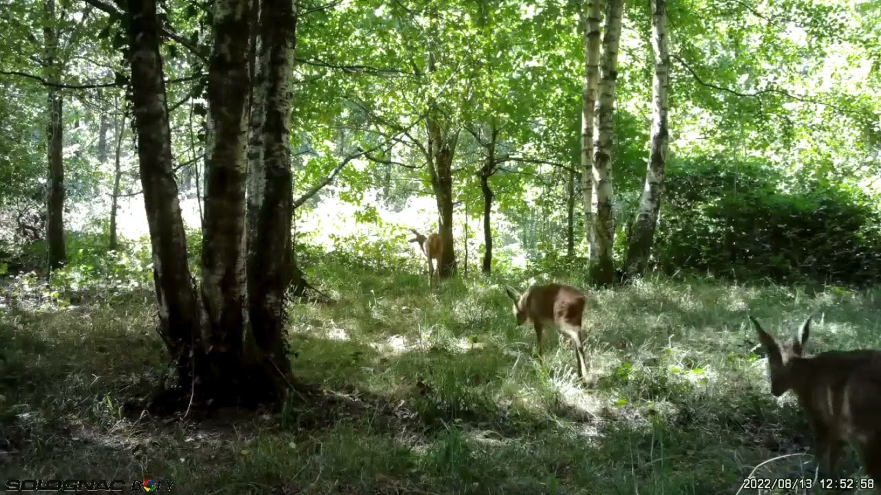 Vidéo Solognac BG 500 - Animaux (6)