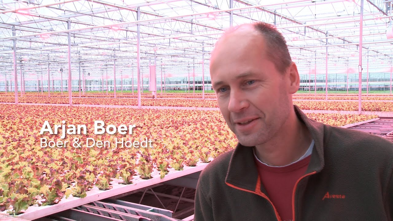 'Dankzij leds minder uitval en betere kwaliteit sla'