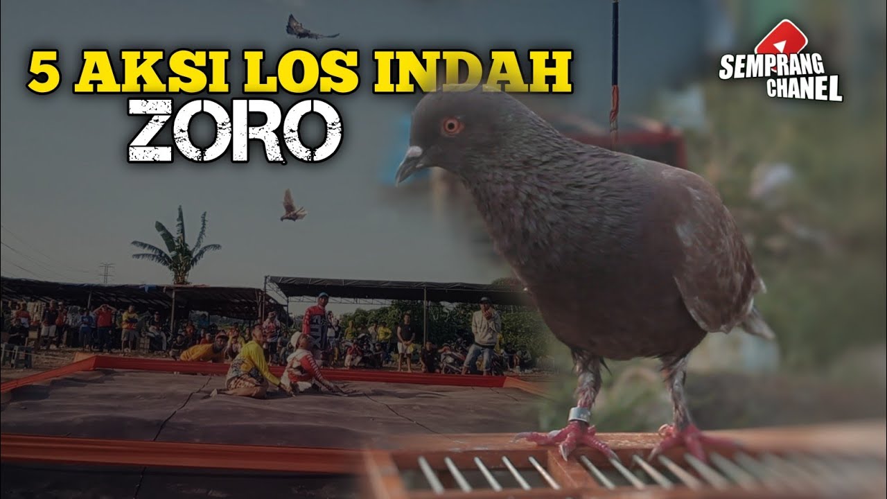 Edisi 5 AKSI LOS INDAH ZORO TEAM TNB | MERPATI KOLONG | FINAL PERLOMBAAN MERPATI TERBARU