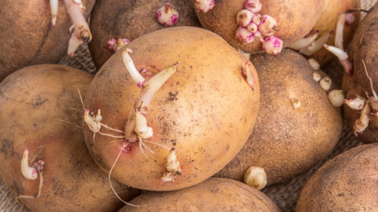The Truth About Sprouted Potatoes
