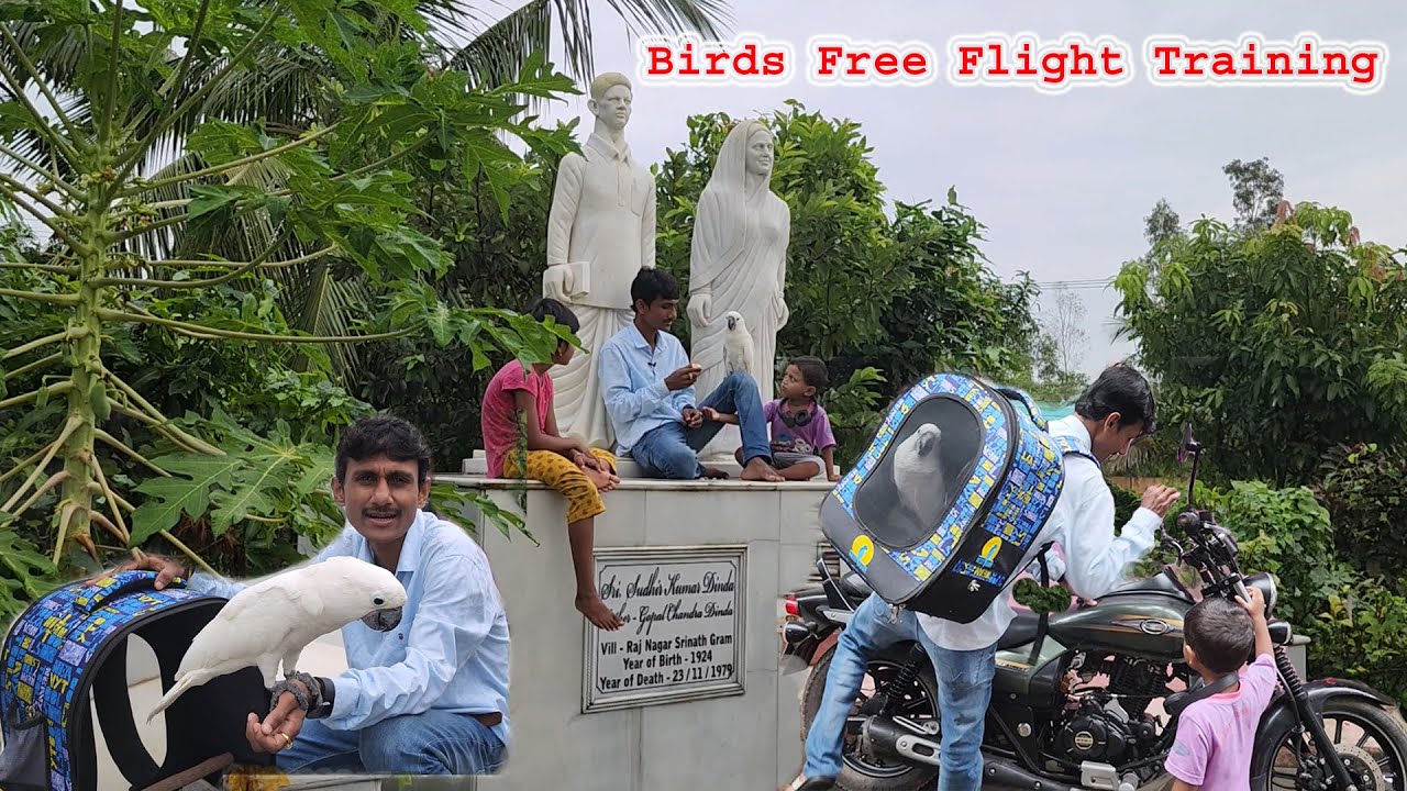 Birds Parrots Free Flight Training  / Find Your Lost Bird / Birds Travel Bag.