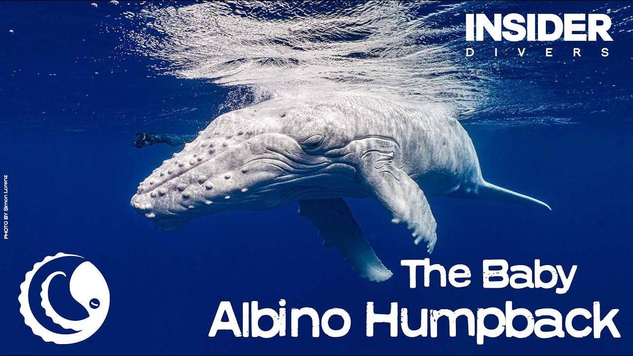 The Baby Albino Humpback Whale of Tonga
