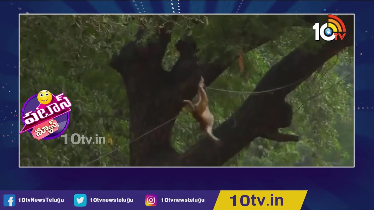 కోతి‏ని ముప్పుతిప్పలు పట్టిస్తున్న కాకులు.. వైరల్ వీడియో | Crow, Monkey Funny Video | Patas News