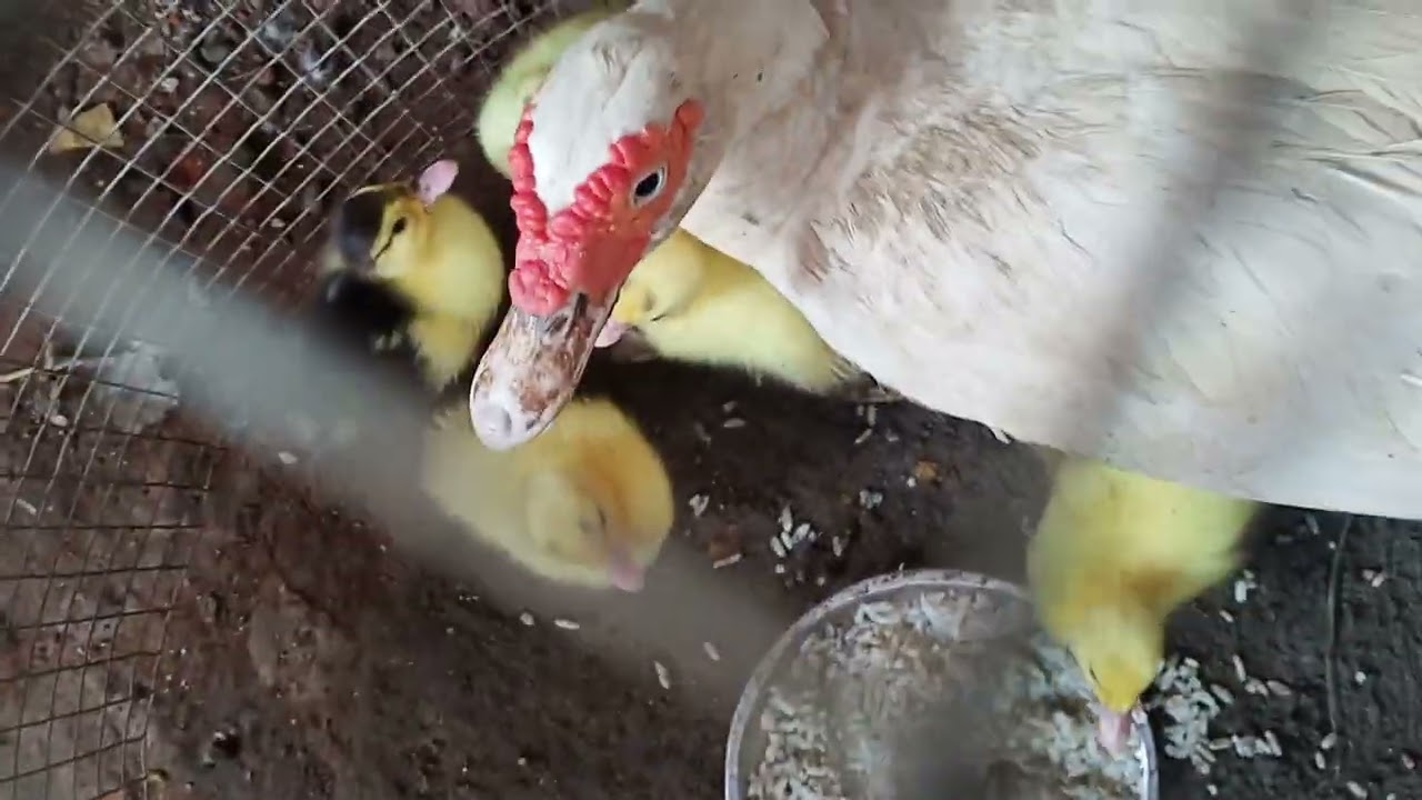 White Muscovy Duckling 3 Day Old