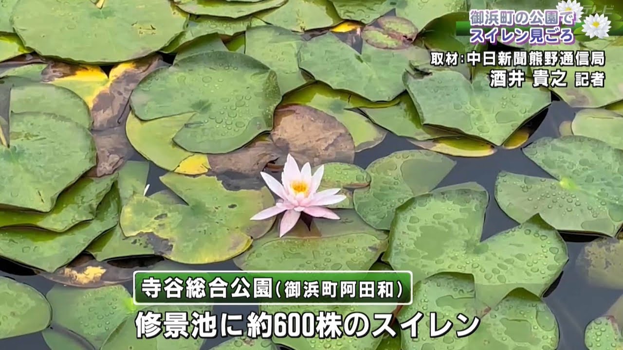 約230メートルの「修景池」で約600株のスイレンが見頃