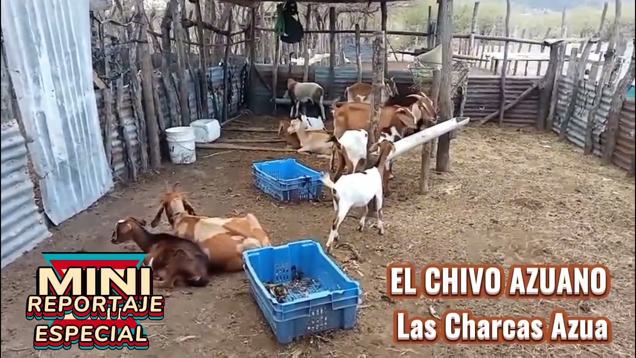 LAS CHARCAS AZUA Y SUS CHIVOS