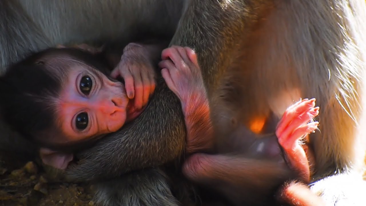Cutest baby monkey moments with young mom