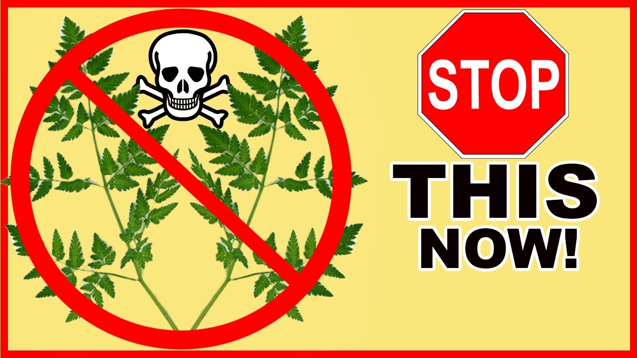 How to Control Poison Hemlock on Any Property!