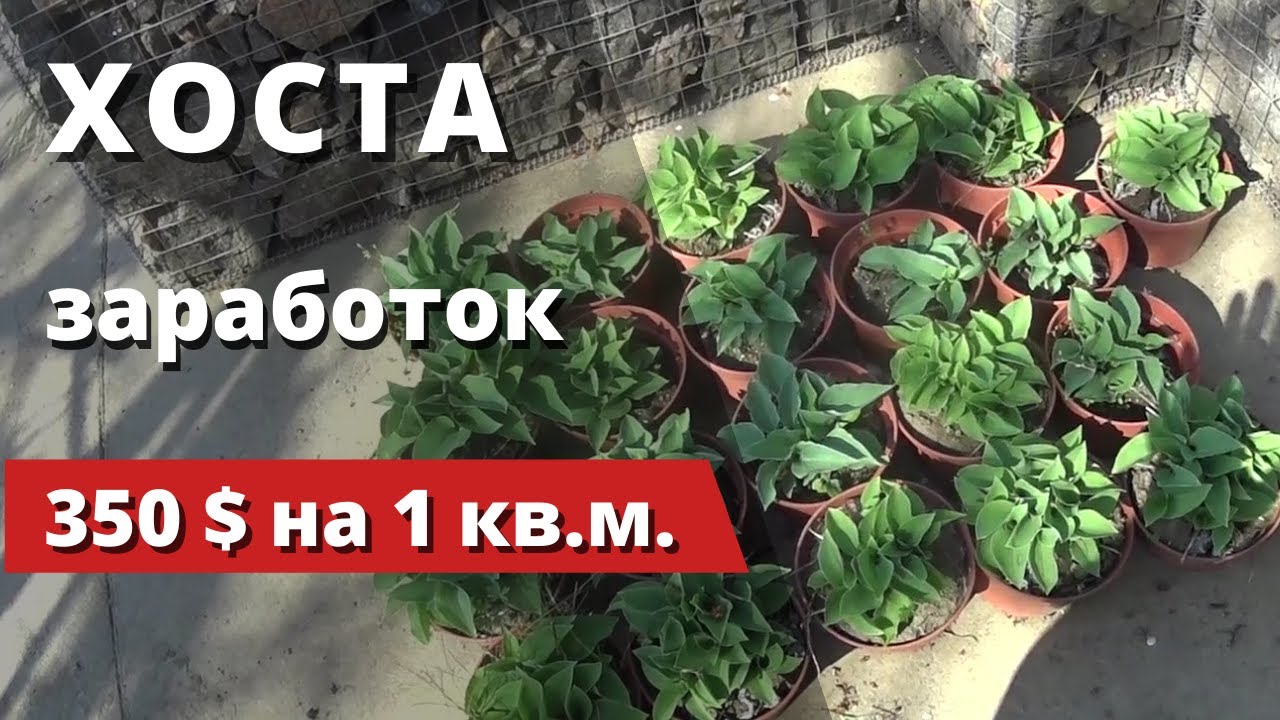 Хоста... или Заработок 350 $ на 1 кв. м. огорода... Куда уж проще?