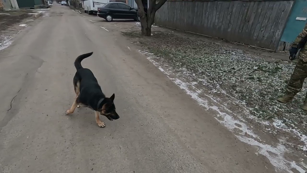 #кайдо #обшукмісцевості #k9 #dogtraining #Україна 🇺🇦🇺🇦🇺🇦