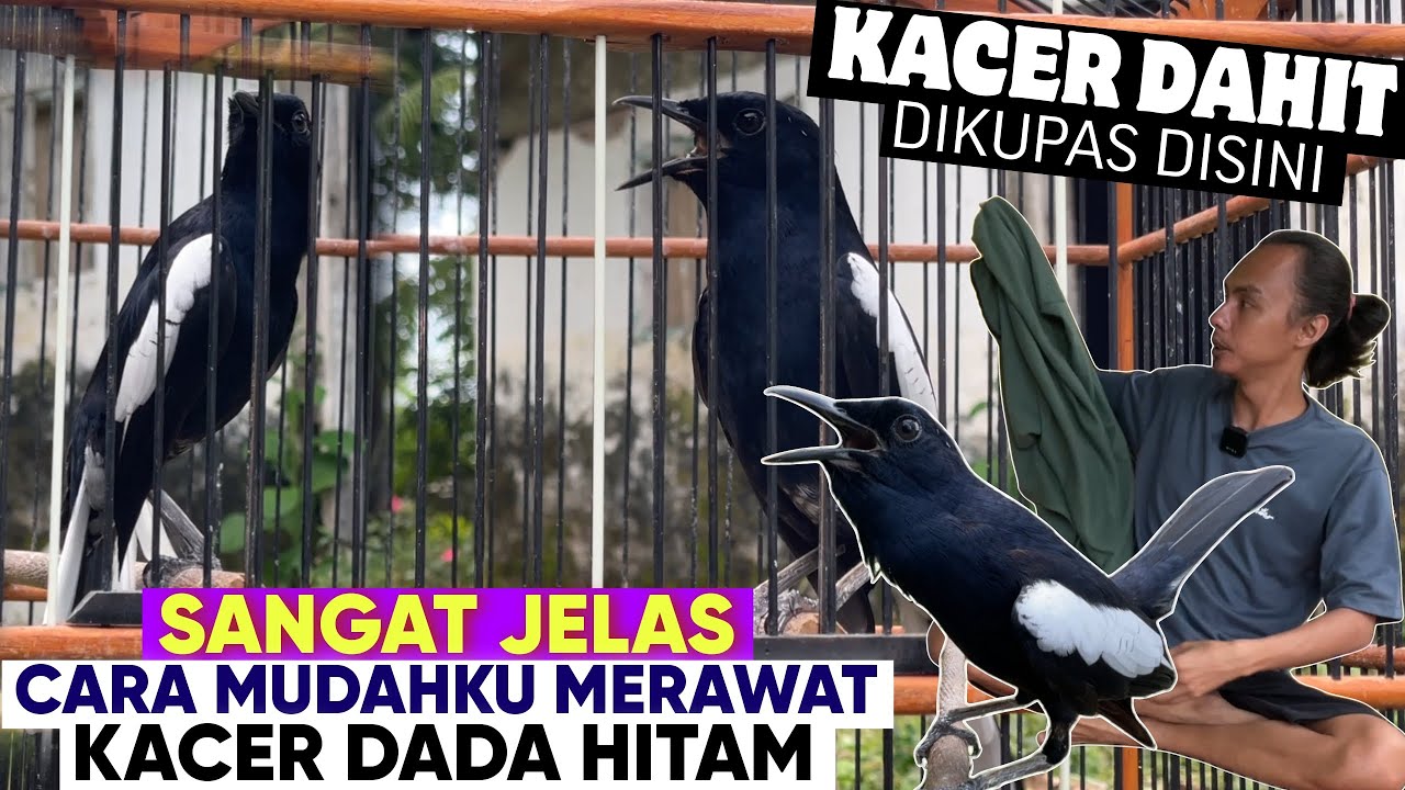 INI DIA DETAILNYA, KACER LOKAL DADA HITAM GACOR BUKA EKOR || Qinara Banyuwangi