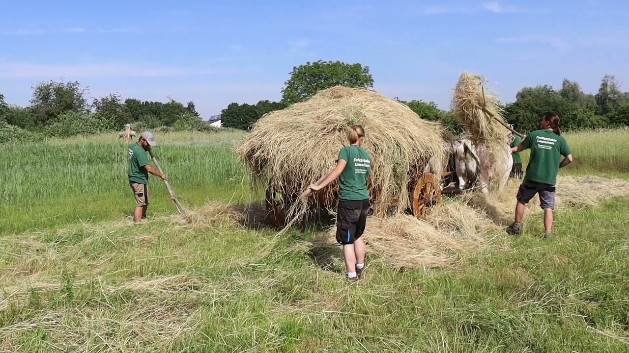 Heuernte 2021 im Freilichtlabor Lauresham