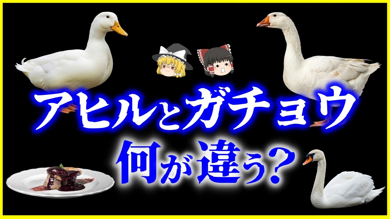 【ゆっくり解説】出自と生き方が根本から違う…アヒルとガチョウ、何が違う？を解説/カモ・合鴨・白鳥との違いは？