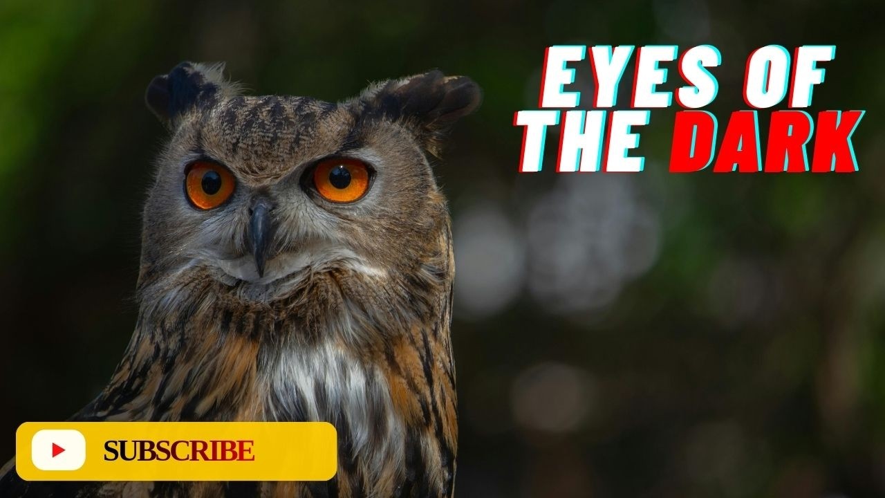 Owl: Description, Types, Behavior, Habitat & Facts